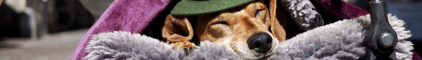 Hund mit Hut in Innsbrucker Altstadt